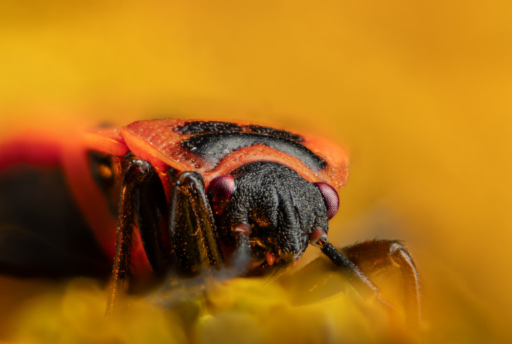 Skúsil som makro mobilom