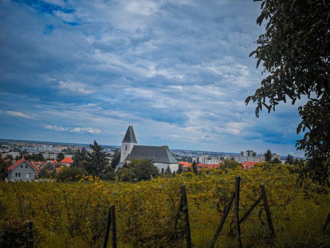 Račianske vinohrady