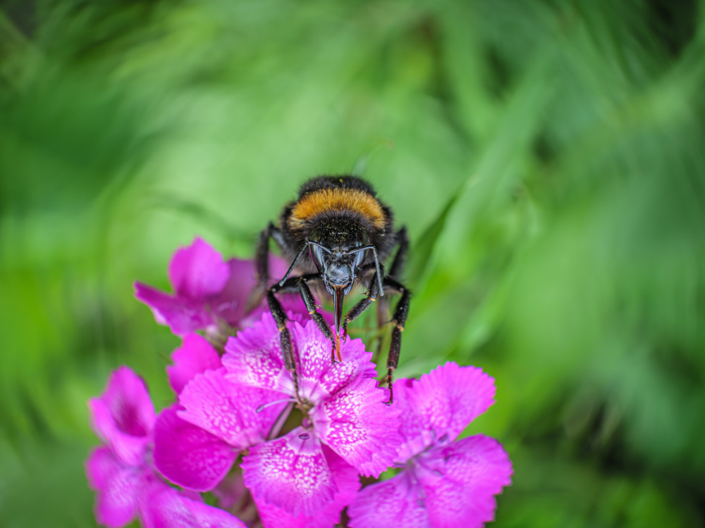 Čmeľ zemný (Bombus terrestris)