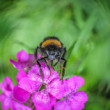 Čmeľ zemný (Bombus terrestris)