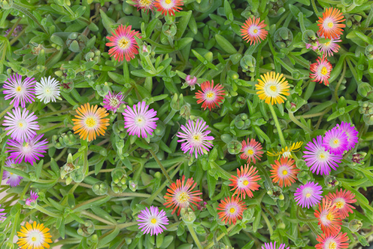 Delosperma (poludňovka)