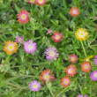 Delosperma (poludňovka)