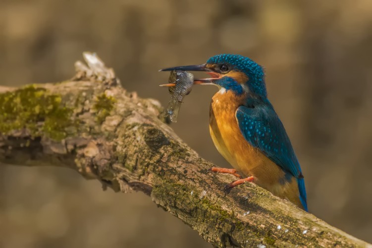 Ledňáček říční (Alcedo atthis)