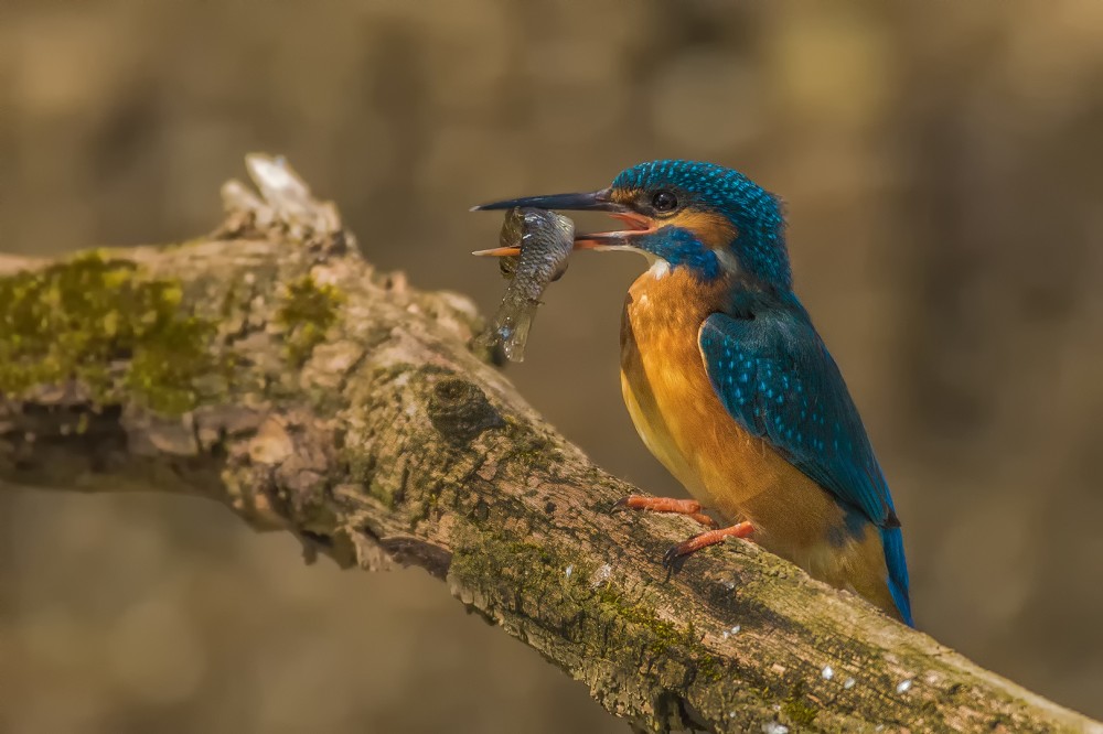 Ledňáček říční (Alcedo atthis)