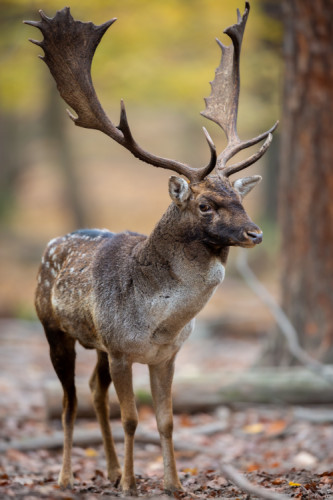 daniel škvrnitý, Fallow deer (Dama dama)