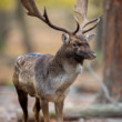 daniel škvrnitý, Fallow deer (Dama dama)