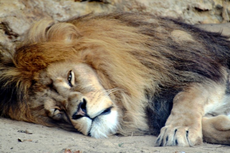 Lev púšťový ( Panthera leo )
