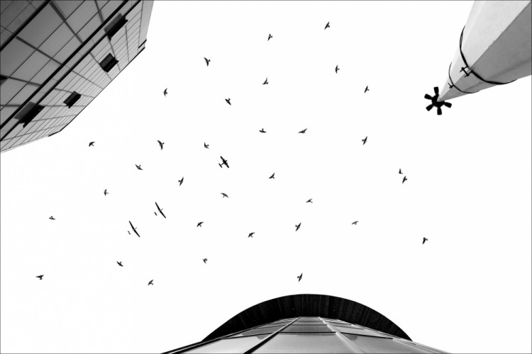 čierne na bielom: votrelci