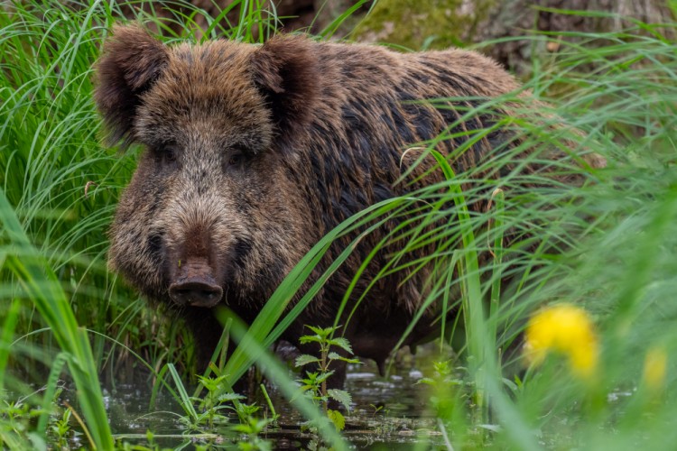 Diviak lesný, The wild boar (Sus scrofa)