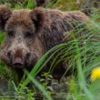 Diviak lesný, The wild boar (Sus scrofa)