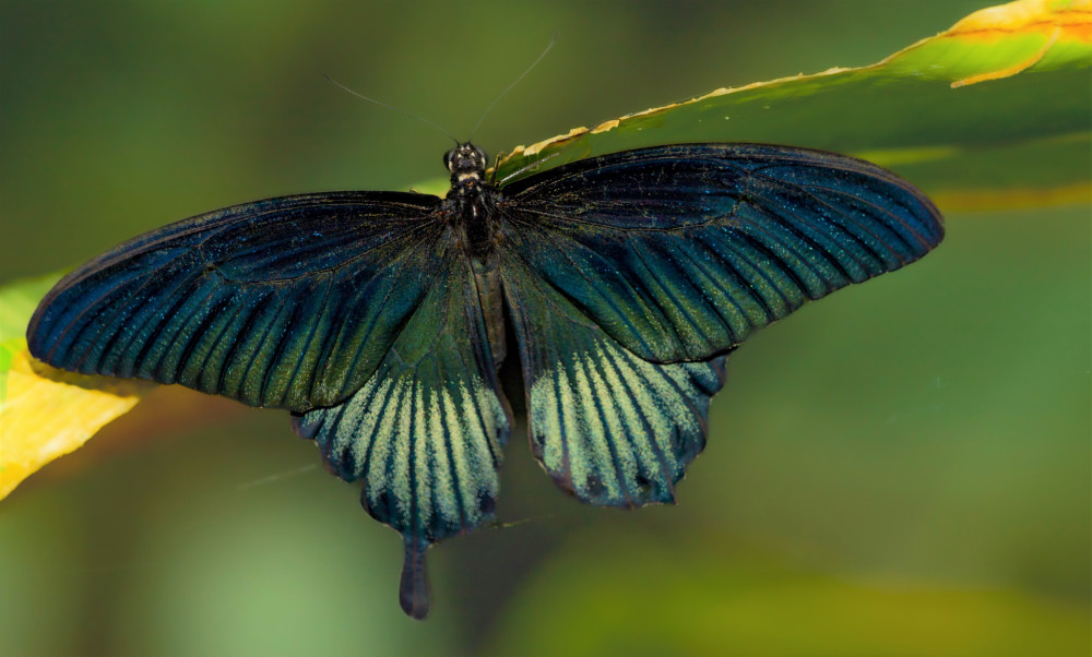 Papilio