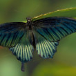 Papilio