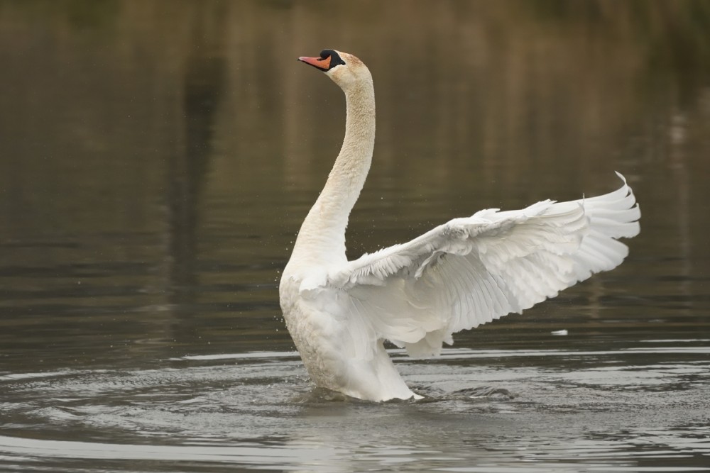 Cygnus olor