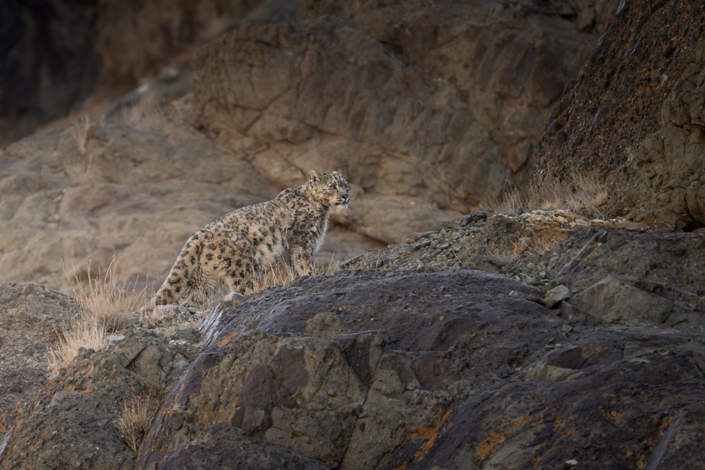Snežný leopard