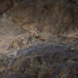 Snežný leopard