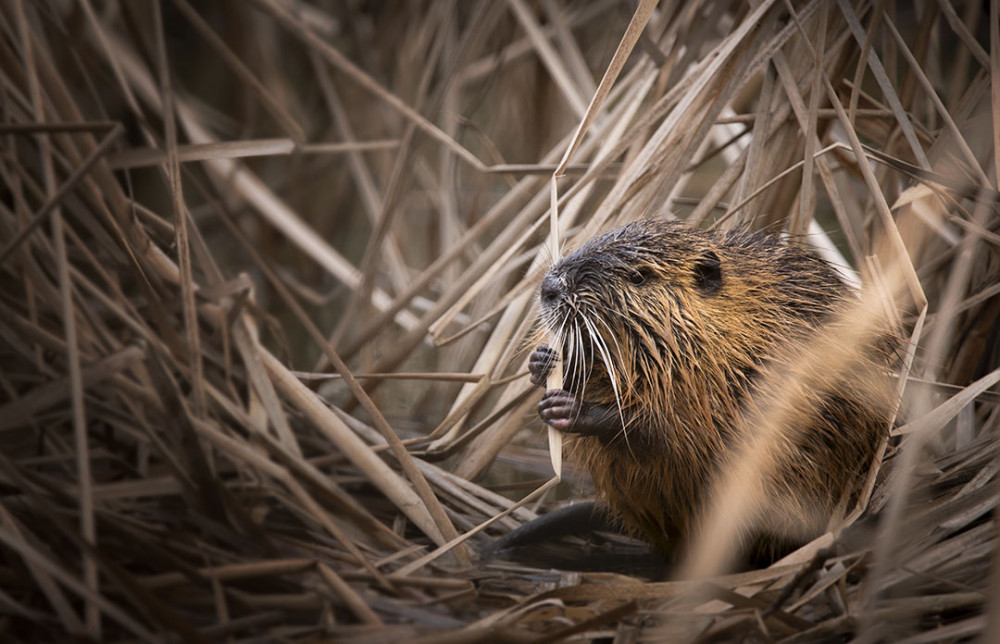 Nutria riečna