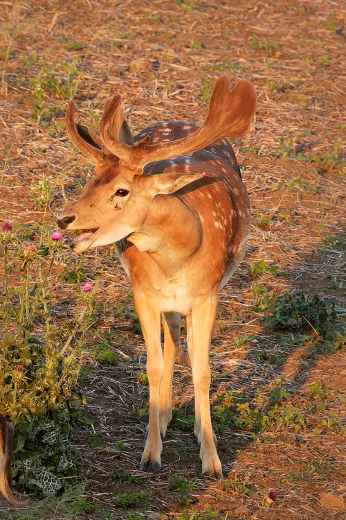 Mlsání