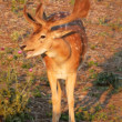 Mlsání