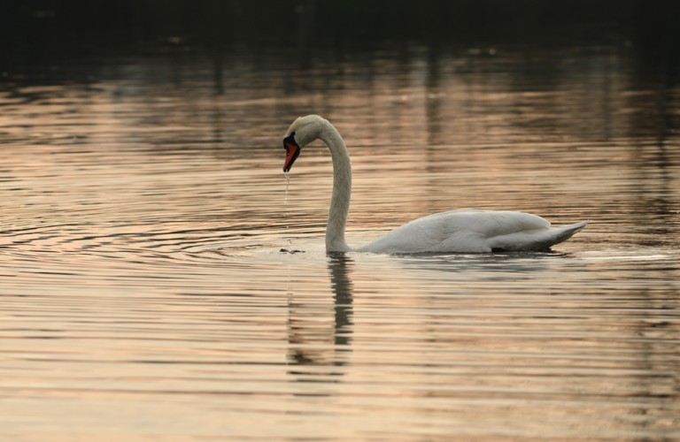 Labuť