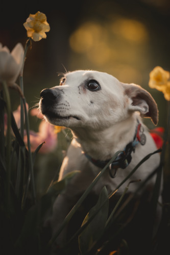 Hugo