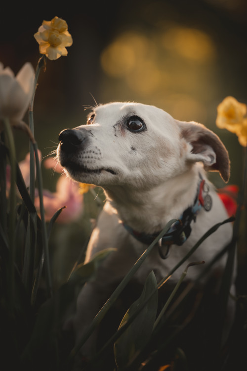 Hugo