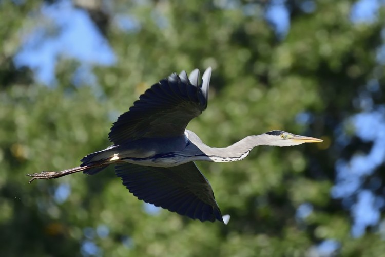 Ardea cinerea