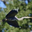 Ardea cinerea