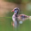 Sliepočka vodná, The common moorhen (Gallinula chloropus)