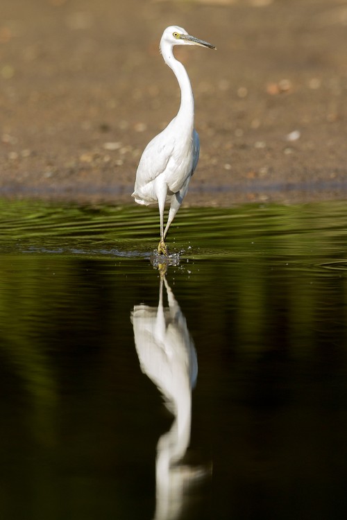 Volavka bílá (Ardea alba)