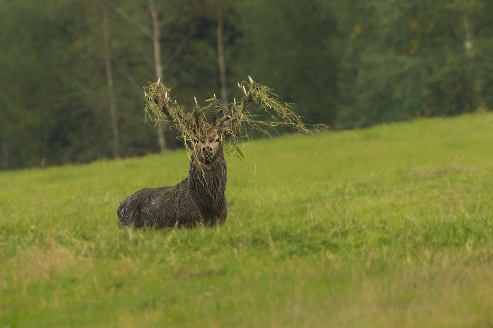 Jelen lesní (Cervus elaphus)