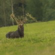 Jelen lesní (Cervus elaphus)