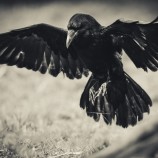 krkavec čierny - lightroom (Corvus corax)