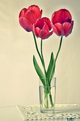 tulipanys