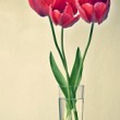tulipanys