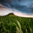CornBurg