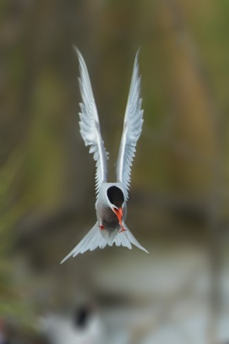 Rybák obecný (Sterna hirundo)