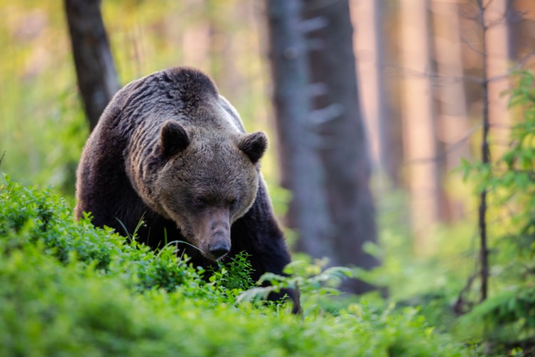 Medveď hnedý (Ursus arctos)