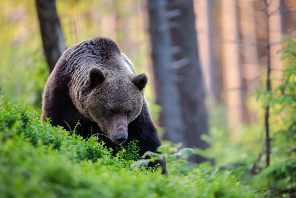 Medveď hnedý (Ursus arctos)