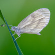 Leptidea