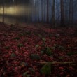dark and light