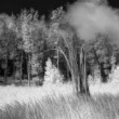 IR