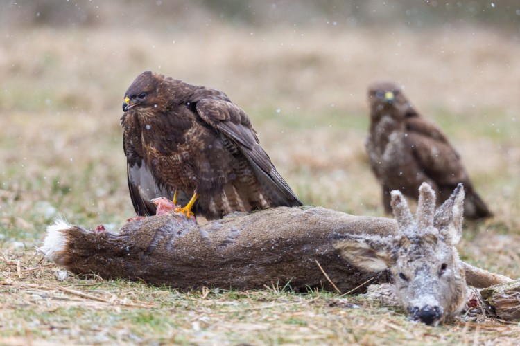 myšiak hôrny, The common buzzard (Buteo buteo)