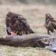myšiak hôrny, The common buzzard (Buteo buteo)