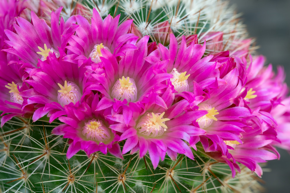 Mammillaria sp.