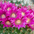 Mammillaria sp.