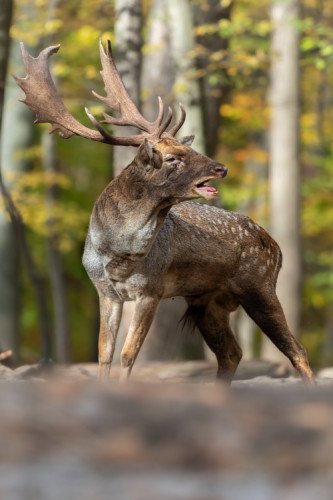 daniel škvrnitý, Fallow deer (Dama dama)