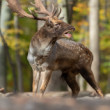 daniel škvrnitý, Fallow deer (Dama dama)