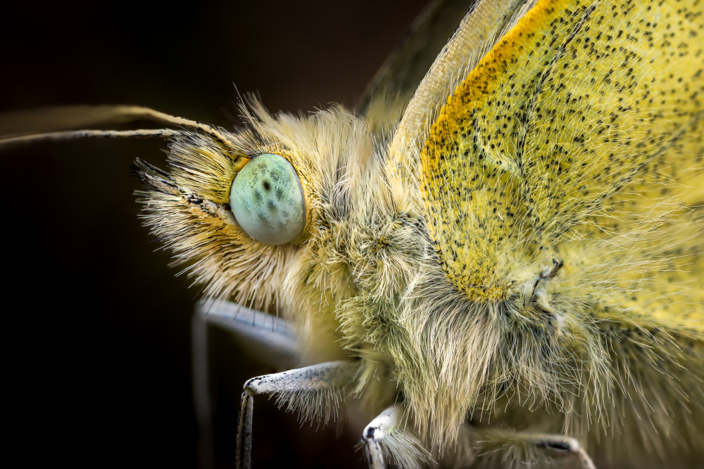 Motyl