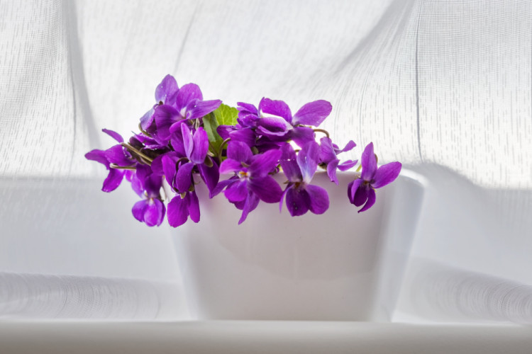 Fialky na okně