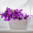 Fialky na okně